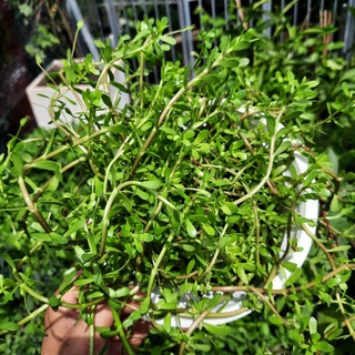 Cây rau đắng (rau xương cá)