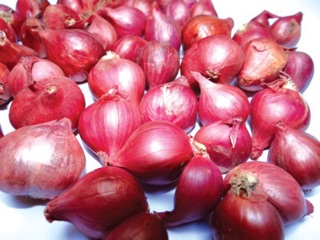 Hạt giống hành hương