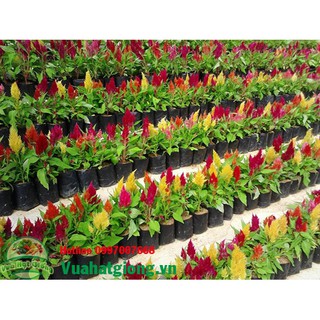 Hạt Hoa mào gà lửa - Rau củ quả trồng tại vườn, sân thượng, nông trang, ban công