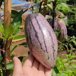 Cây giống dưa pepino tím size vừa