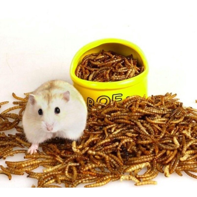 Sâu sấy khô superworm size trung bổ béo cho Hamster, Nhím, Sóc...