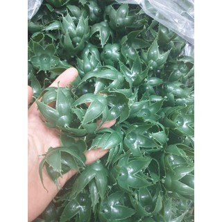 1kg đài ( đế ) hồng