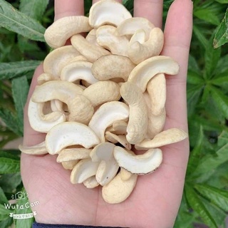 Hạt điều sống bể đôi làm sữa hạt