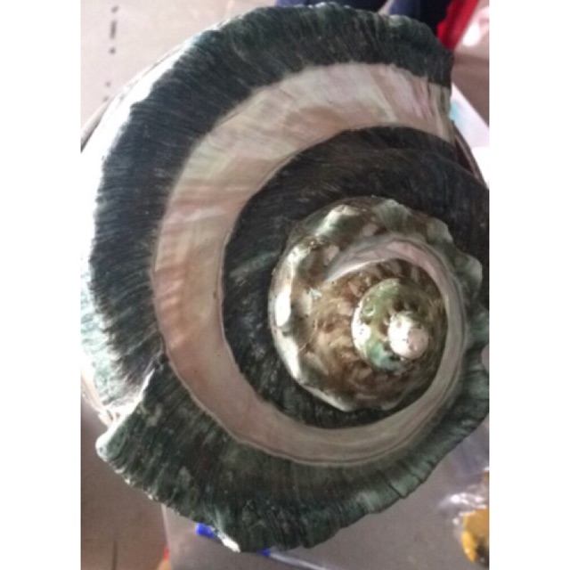 Vỏ ốc xà cừ xanh đại