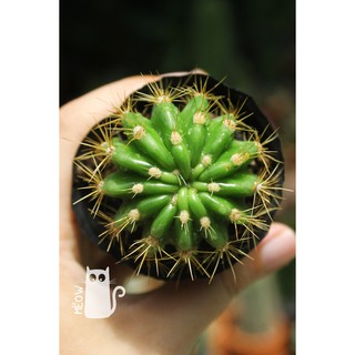 XƯƠNG RỒNG BÍ XANH NHỎ