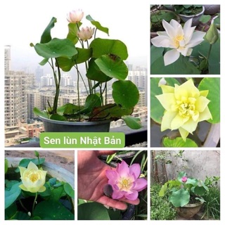 hạt sen nhật mini mix màu  8k/5 hạt