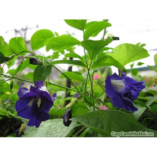 HẠT GIỐNG HOA ĐẬU BIẾC (10 HẠT)