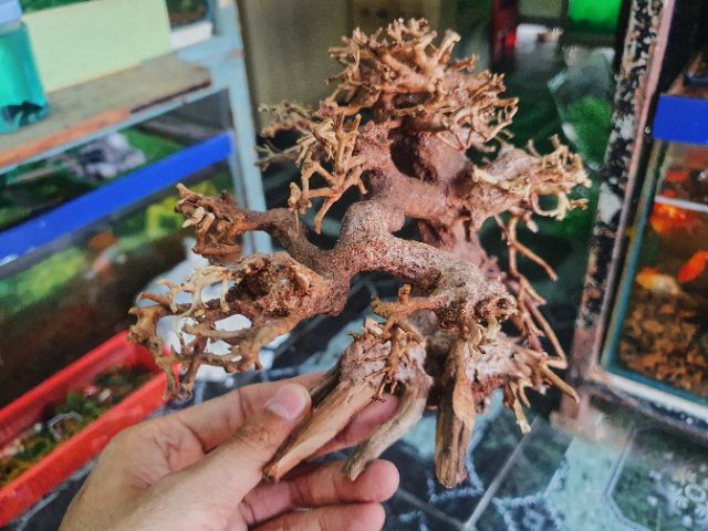 CÂY BONSAI CÓ TÁN TRANG TRÍ HỒ CÁ THỦY SINH NON BỘ 16x8x16cm