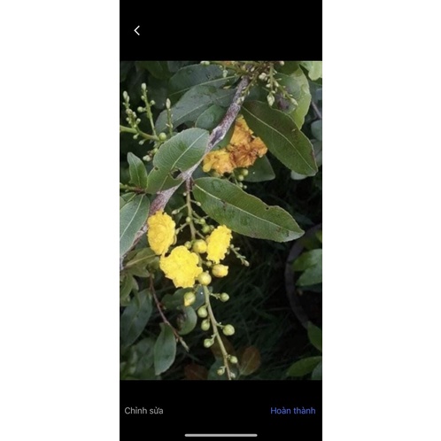 Mai cúc Phượng  cây mai vàng đột biến