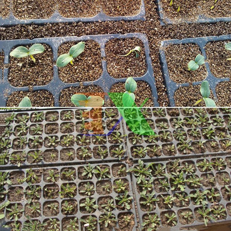 Bộ 10 Khay nhựa ươm cây, Vỉ ươm hạt giống, Khay nhựa PET ươm hạt rau hoa