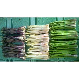 Hạt giống măng tây xanh, tím,trắng