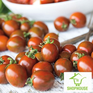 shophouse Gói 30 hạt giống cà chua socola  SHOP HOUSE  TẾT KHUYẾN MẠI