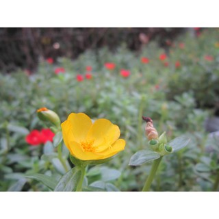 100 hạt hoa 10h sam (hoa sam)