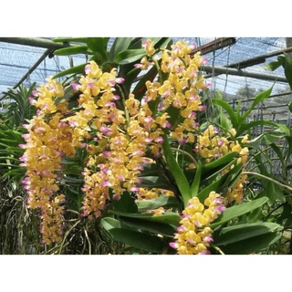 HOÀNG NHẠN THÁNG 4 BUÔN ĐÔN THUẦN VƯỜN 2-3 NĂM