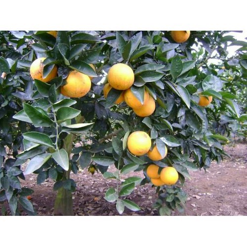 giống chanh vàng mỹ