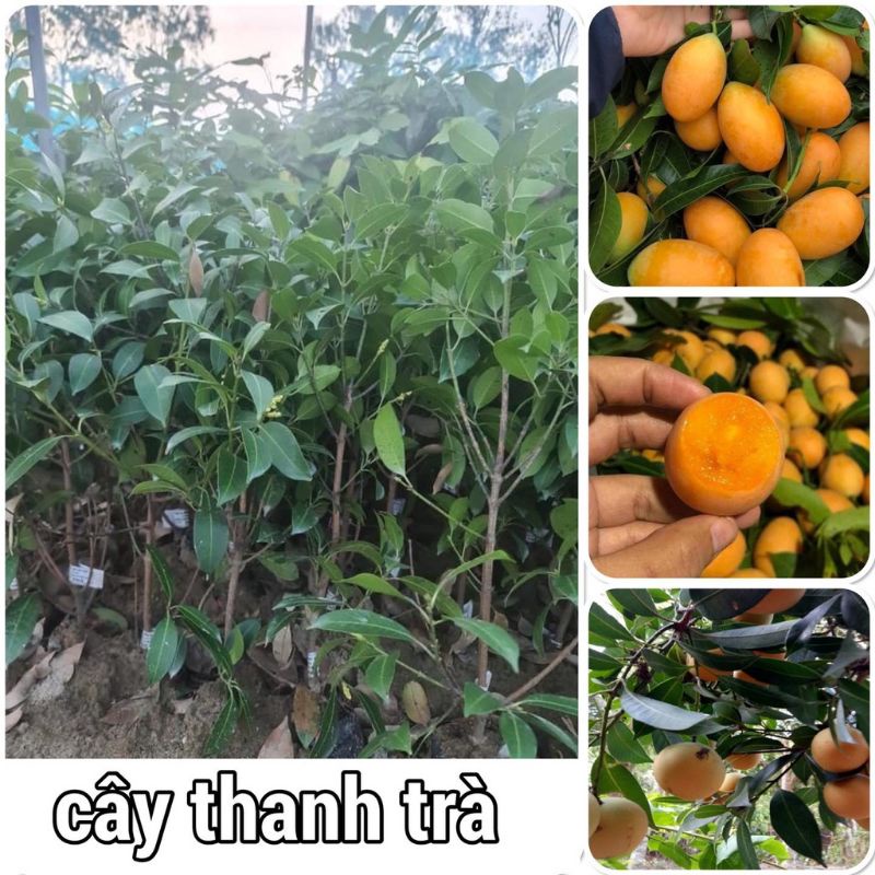 CÂY GIỐNG THANH TRÀ NGỌT (tặng kèm phân bón)