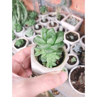 Sen đá Haworthia xanh (sen đá dạ quang)