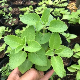 Chậu húng chanh, tần lá dày