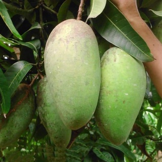 Cây giống xoài tượng da xanh
