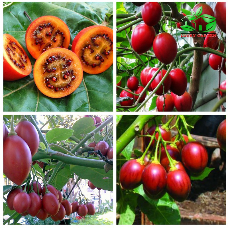 Hạt giống cà chua thân gỗ Tamarillo gói 04 hạt