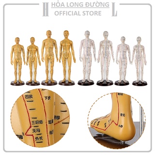 Mô hình châm cứu huyệt vị Nam, nữ - tượng người huyệt vị châm cứu