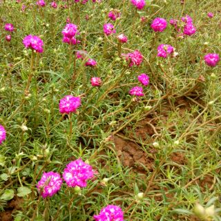 Hoa Mười Giờ 10 màu 1kg