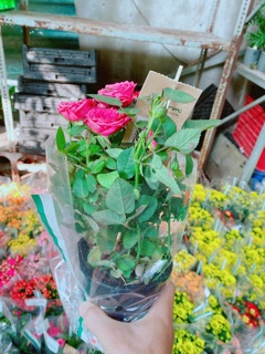 Chậu hoa hồng