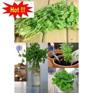 Hạt giống Rau Mùi Chịu Nhiệt