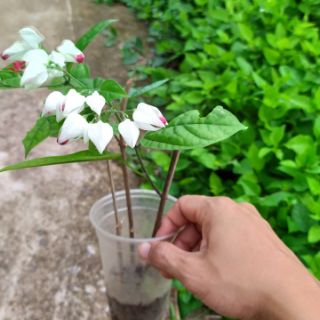 HOA TIGÔN TRẮNG/ HOA NGỌC NỮ