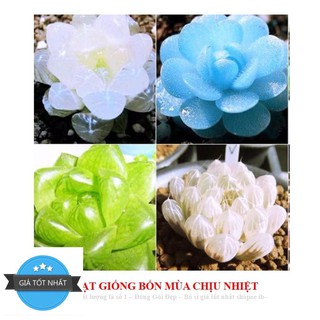 68A Hạt giống Sen đá Kim Cương (20 hạt)