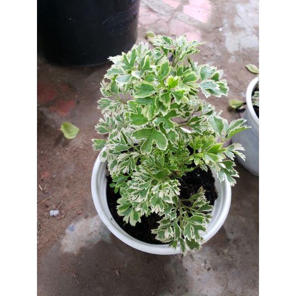 Cây đinh lăng cẩm thạch thái