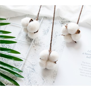 Cành bông gòn khô trang trí chụp ảnh, làm đồ handmade