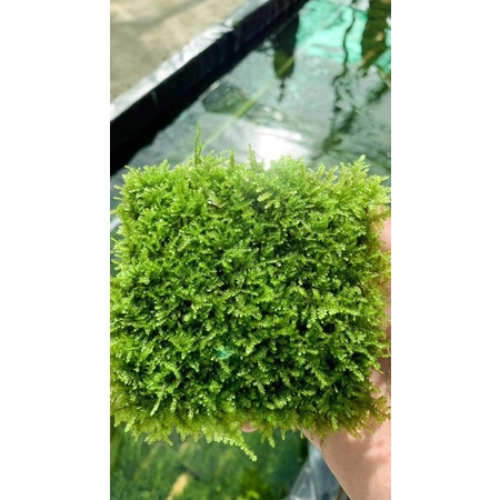 Rêu thuỷ sinh mini taiwan | Pelia | weeping Sin | us fiss | flame | mini spinky | cây thuỷ sinh dễ trồng không cần co2