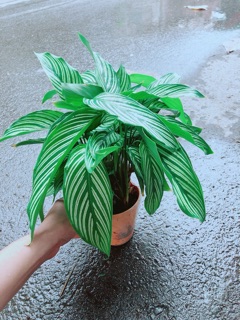 Đuôi Công Sọc Xanh