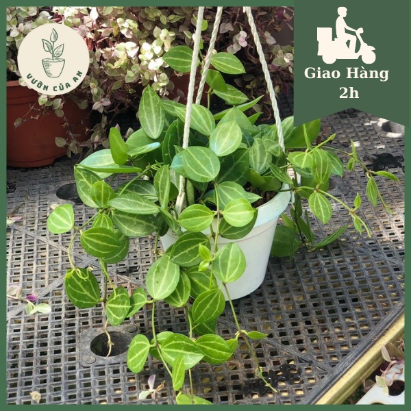 Lan gấm chậu treo mini cây cảnh phong thủy trồng trong nhà trang trí nhà cửa văn phòng hút tài lộc vườn của an