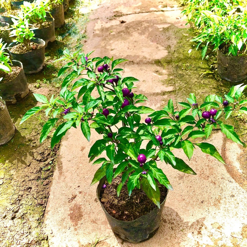 Cây ớt ngũ sắc tím - THẾ GIỚI HOA CÂY CẢNH - đang hoa và quả .