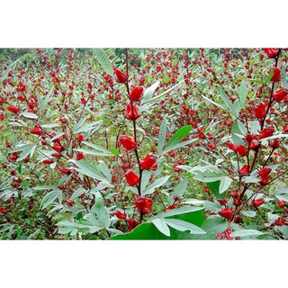Hạt Giống Cây Bụp Giấm ( Atiso Đỏ )
