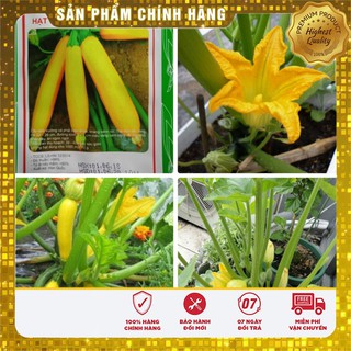 Bộ gói hạt giống bí ngòi vàng