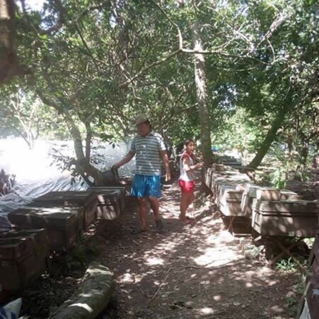 Mật ong nuôi
