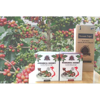 Cà phê phin Túi lọc Arabica