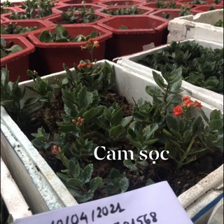 Combo hoa bỏng kép đủ màu 24 cây