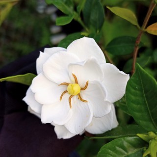 Chậu cây hoa lài tiểu thơ - Summer Garden