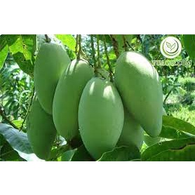 CÂY GIỐNG XOÀI THÁI SIÊU SỚM. [ GIỐNG CHUẨN CHO QUẢ  TO ]