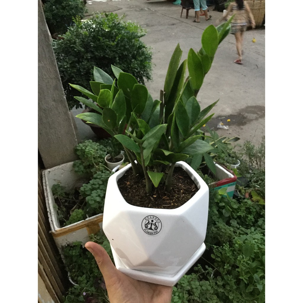 Cây Kim Tiền Thái - Tặng Sỏi, Cây Để Bàn