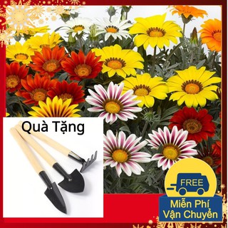 Hạt Giống Hoa Cúc Huân Chương Tặng Bộ Dụng Cụ Mini Trồng Cây Tặng Bộ Dụng Cụ Mini Trồng Cây