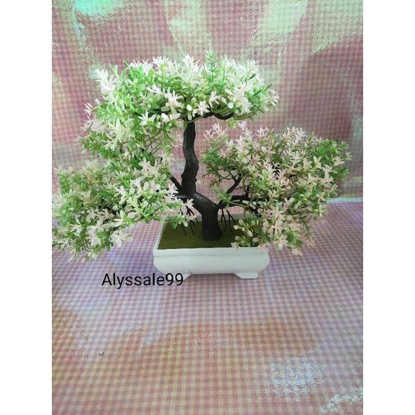 Cây cảnh thanh lí