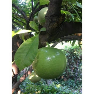 [Hỏa tốc 3H] Trái đào tiên - trái trường sinh tươi/già (tính trái)