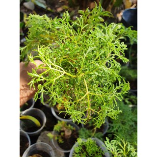 Cây đinh lăng giống