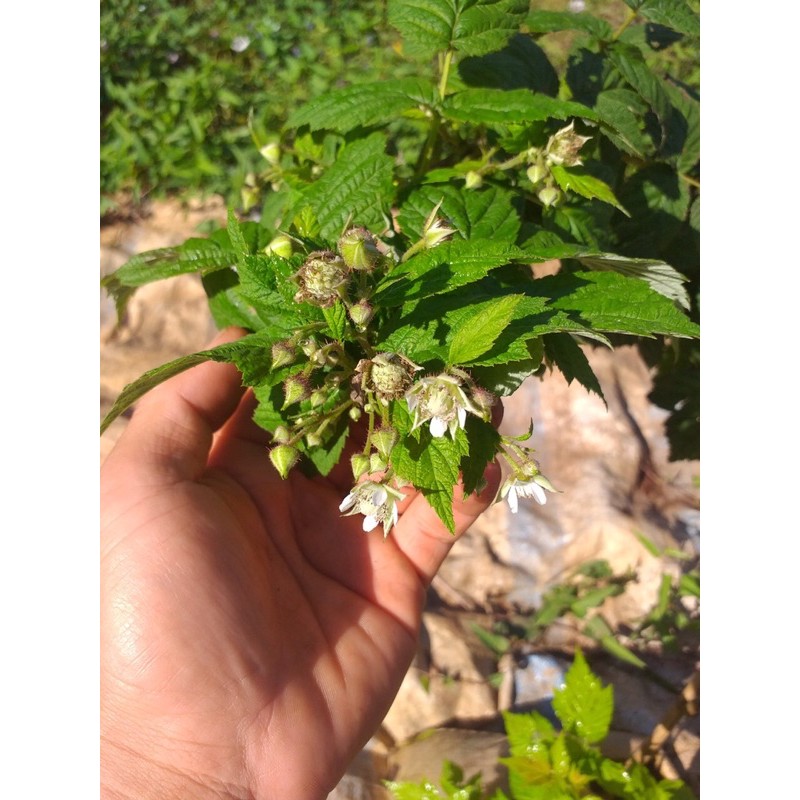 Cây mâm xôi đỏ