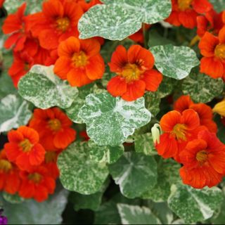 HẠT GIỐNG HOA SEN CẠN MIX ( TROPAEOLUM MAJUS )